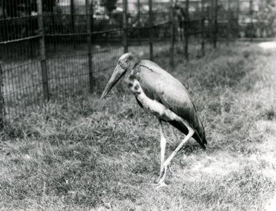 Ein Javanischer Adjutant, stehend im London Zoo, September 1923 von Frederick William Bond